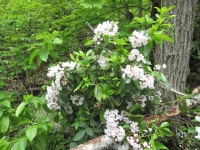 Hot Springs 2009 - 18.jpg
