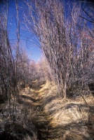 003:  Salt Creek Canyon starts out as a wide valley.  Confluences with intersecting canyons create marsh areas where vegetation grows dense.