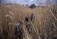 023:  More tall grasses remind Dinesh of the many tiger hunts he went on back in India.  A piercing cry is heard far off.......