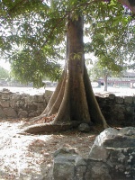 This is a panama tree, as named by the indigenous people. 2/26/03