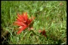 Grand Tetons, Wyoming, Indian paintbrush 1993