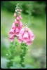 Grand Tetons, Wyoming, flowers 1993
