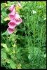 Grans Tetons, Wyoming, more flowers 1993