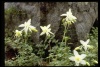 Wind River Range WY, flowers 1984