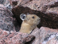 Highlight for Album: Gore Mountains, Colorado