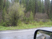 200 yards into Yellowstone National Park and we see a Moose!