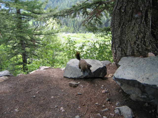 Marmot