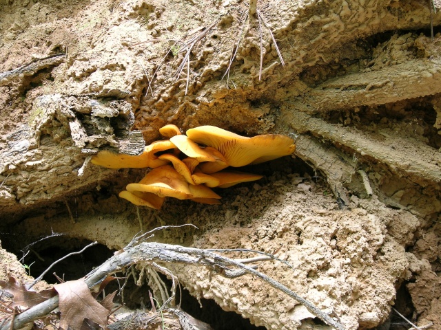 DSCN0661.JPG