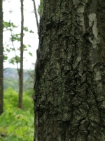 DSCN0696.JPG