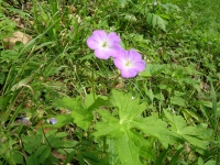 Highlight for Album: Red River Gorge April 2007