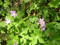DSCN5885.JPG