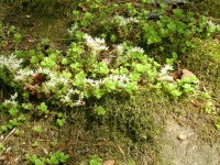 DSCN5888.JPG