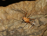 Cave Cricket, actual size
