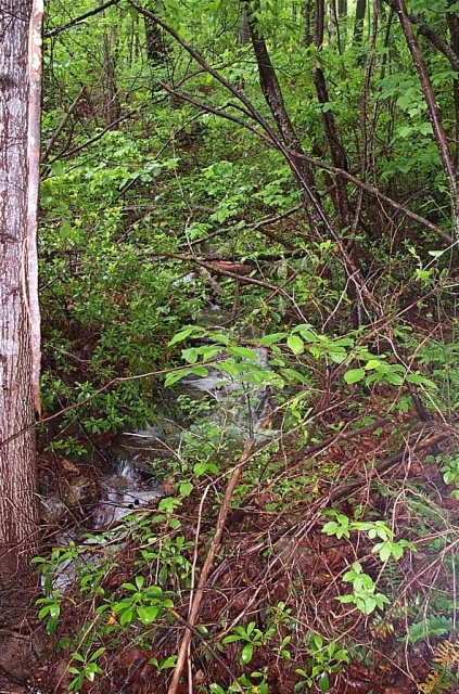 broken_nose_trail