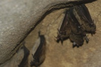 The bats were hung by the entrance with care,