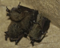 But of these bats, most came with nose hair