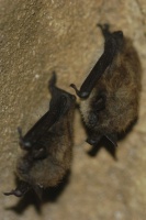 The perching arrangement could not have been stricter,
