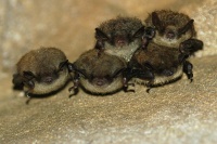 as they lined up in a row for the very last picture.