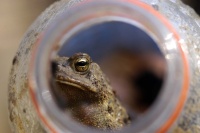 The days greatest victory:  We found this toad about an hour into the cave, and it rode out in Davids water bottle.