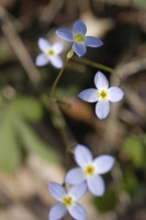 The hike from the car to the entrance was blooming with wildflowers.  More on the next page