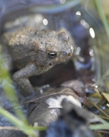 A far better place for hungry amphibian.