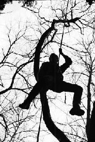 Rappelling through the trees